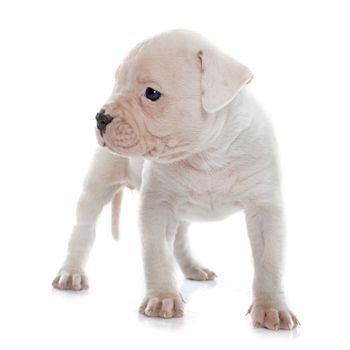 puppy american bulldog in front of white background