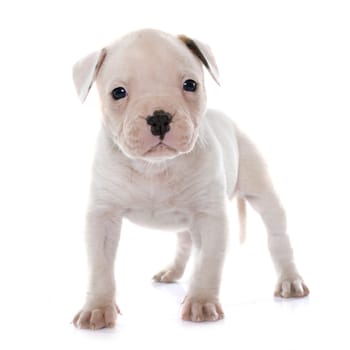 puppy american bulldog in front of white background