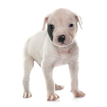 puppy american bulldog in front of white background