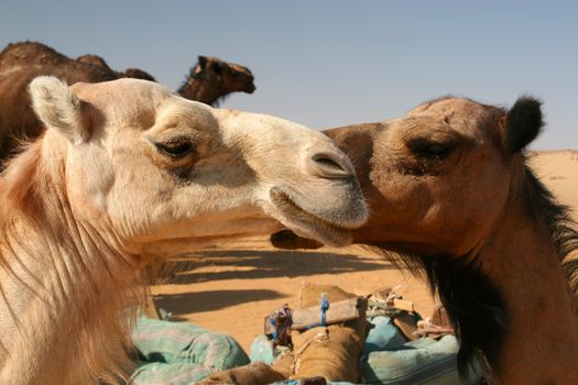 Camel at the desert