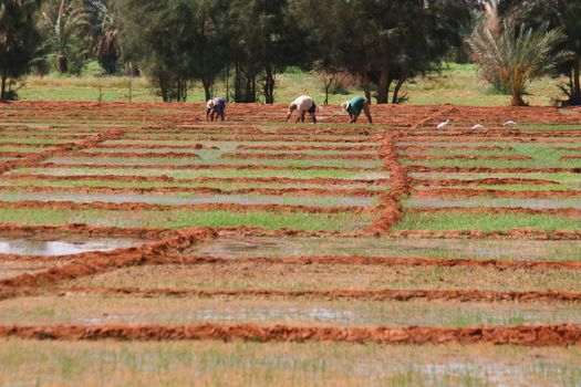 Workers on a rice fields