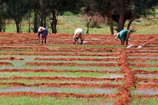 Workers on a rice fields