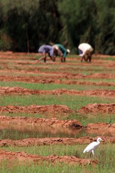 Bird on a rice fields