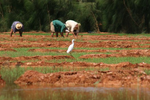 Bird on a rice fields