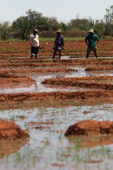 Workers on a rice fields