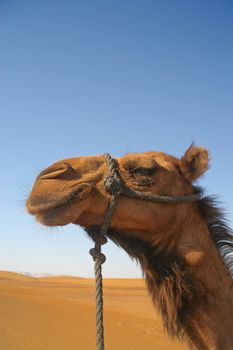 Camel in the desert