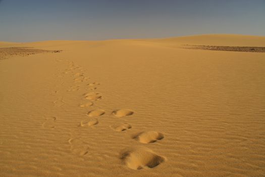 Camel traces in the desert