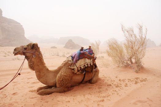 Camels in the sandy desert - Wadi Rum, Jordan