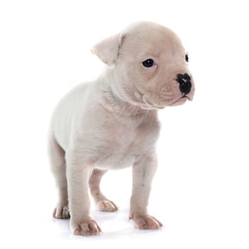 puppy american bulldog in front of white background