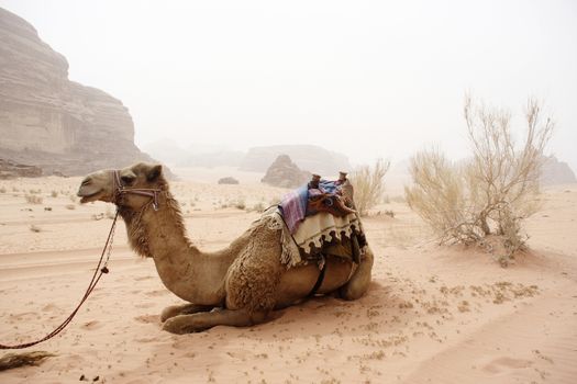 Camel in the desert