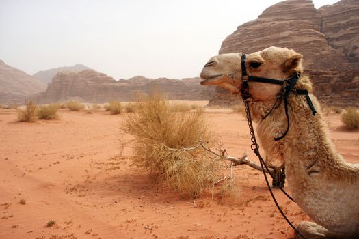 Camel in the desert