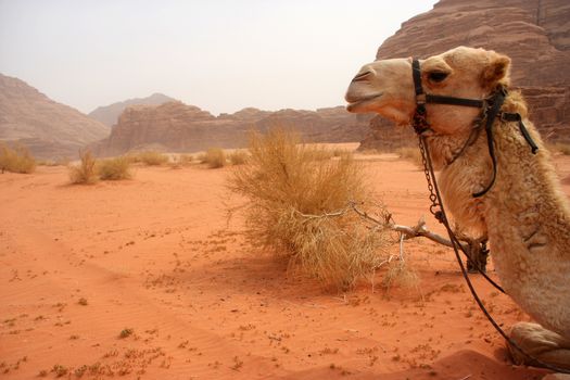 Camel in the desert