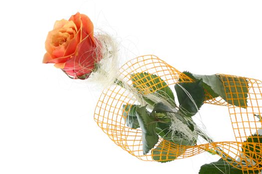 Orange rose isolated on white