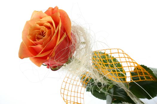 Orange rose isolated on white