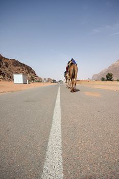 Desert road with camels and some 4WDs in background