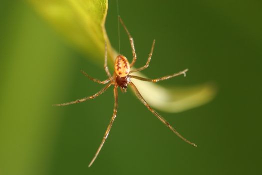 Spider making a web