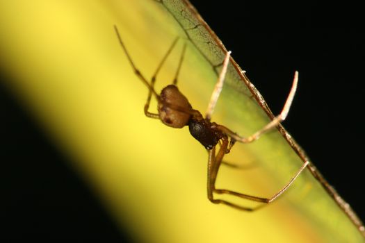 Spider making a web