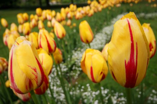 Yellow tulips