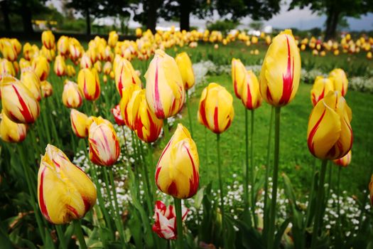 Yellow tulips