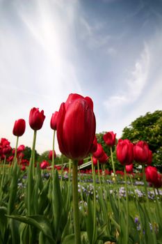 Red tulips in the park