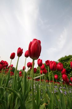 Red tulips in the park