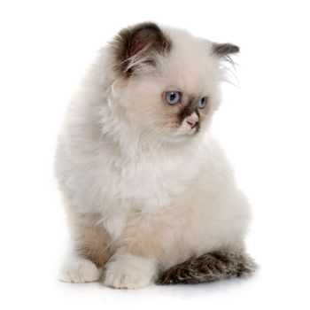 british longhair kitten in front of white background