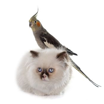 british longhair kitten and cockatiel in front of white background