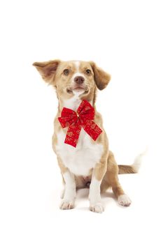 Cute dog with a red bow looking at the camera and listening.