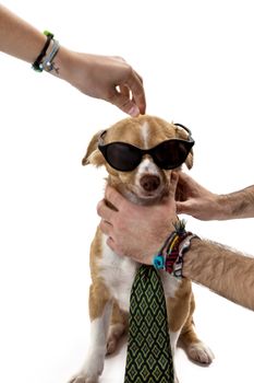 Close-up of a cute brown dog dressed by people