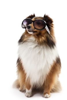 Portrait of a shetland sheepdog wearing sunglasses isolated over white background