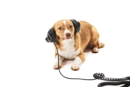 Portrait of dog listening music on headphone isolated on white background