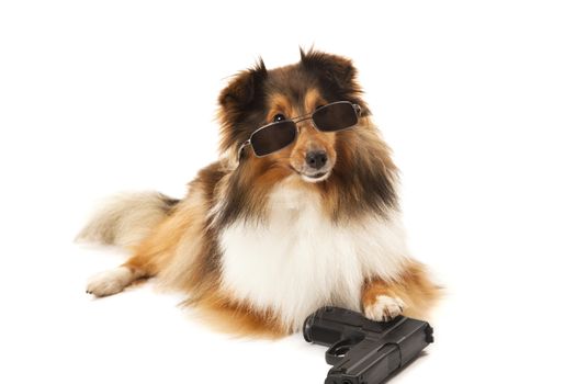 Close-up of hand in front of dog with sunglasses and gun over white background
