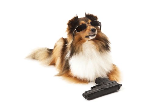 Portrait of dog with sunglasses and handgun over white background