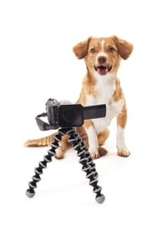 Portrait of dog with camcorder on tripod isolated over white background