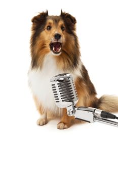Portrait of dog in front of vintage microphone isolated over white background