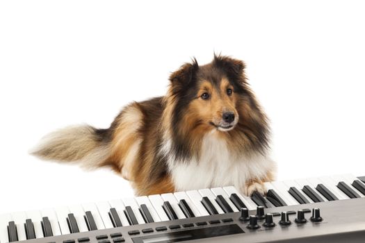 Portrait of dog playing music on piano over white background