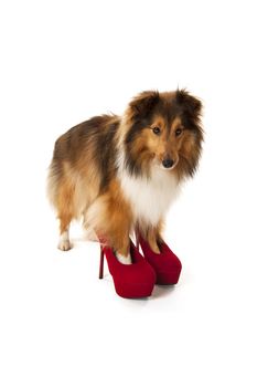 Portrait of dog wearing red high heel shoes isolated over white background