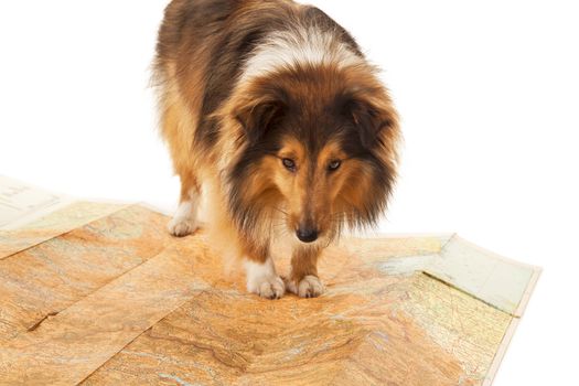 Portrait of dog standing on map over white background