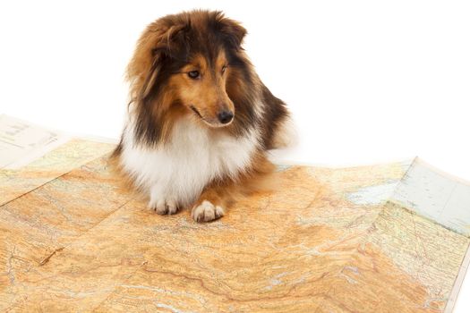 Shetland sheepdog sitting on map over white background