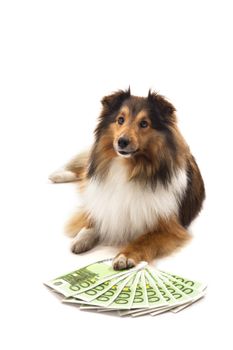 Portrait of Shetland sheepdog in front of euro banknote over white background