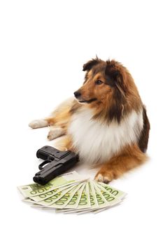 Portrait of dog with handgun and euro banknote over white background