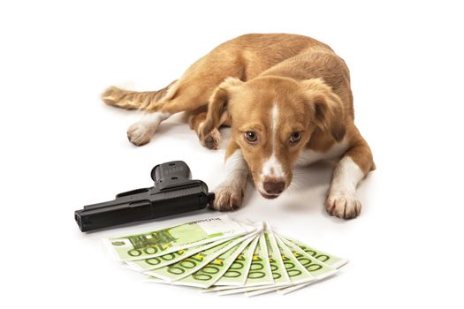 Portrait of dog in front of handgun and euro banknote over white background