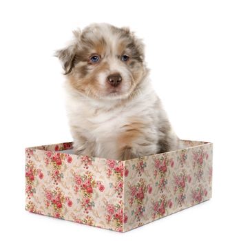 puppy australian shepherd in front of white background