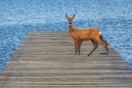 Roe-deer on the pier in the wild
