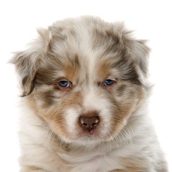 puppy australian shepherd in front of white background