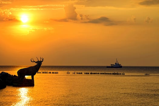 Red deer bellowing at sunset in the wild