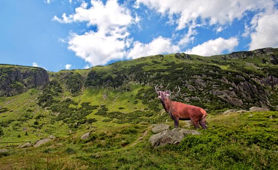 Red deer bellowing in the mountains in the wild