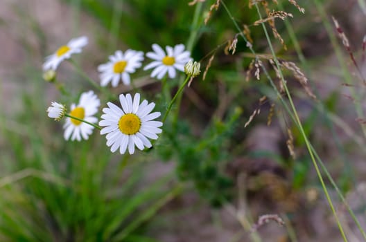 Daisies wild flowers bloom all summer in Russia