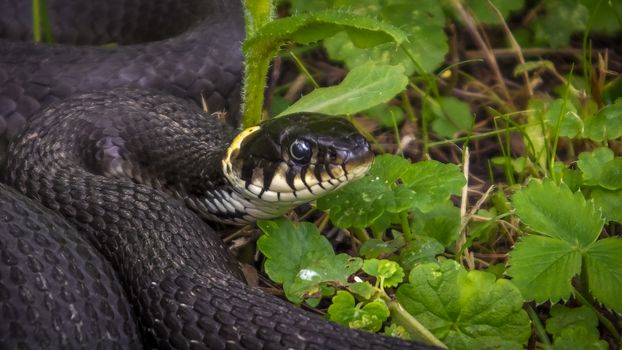 So the snake lying on the grass digesting food