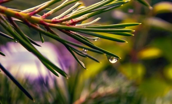 A drop of water glistens on the green pine needles